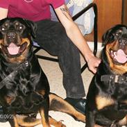 Rottweiler Mille SOLGT:'(