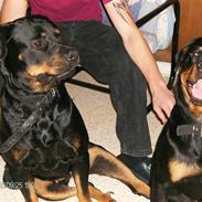 Rottweiler Mille SOLGT:'(