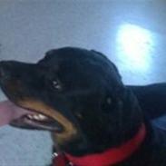 Rottweiler Mille SOLGT:'(