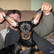 Gravhund Batman