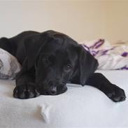 Labrador retriever Spring Swift Lopa - Bernie