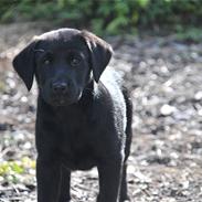 Labrador retriever Spring Swift Lopa - Bernie