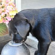 Labrador retriever Spring Swift Lopa - Bernie