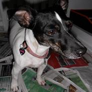 Jack russell terrier Molly