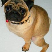Mops John