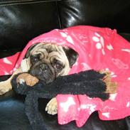 Mops John