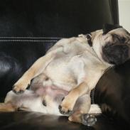 Mops John