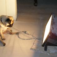 Mops John