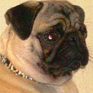 Mops John