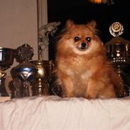 Pomeranian molly ( pomse )