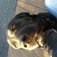 Labrador retriever Dina <'3