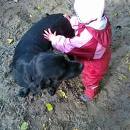 Labrador retriever Dina <'3