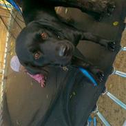 Labrador retriever Dina <'3