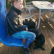 Labrador retriever Dina <'3