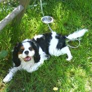Cavalier king charles spaniel Frodo