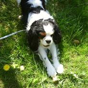 Cavalier king charles spaniel Frodo