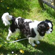 Cavalier king charles spaniel Frodo