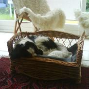 Cavalier king charles spaniel Frodo