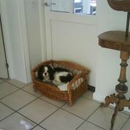 Cavalier king charles spaniel Frodo