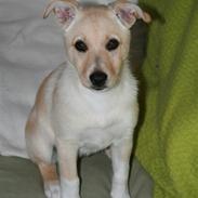 Blanding af racer Nala