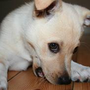 Blanding af racer Nala