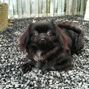 Pekingeser Gabi
