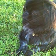 Pekingeser Gabi