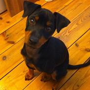 Dvaergpinscher Tyson