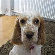 Cocker spaniel Nugga