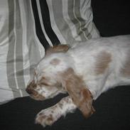 Cocker spaniel Nugga