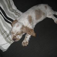 Cocker spaniel Nugga