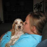 Cocker spaniel Nugga