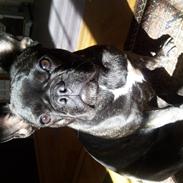 Fransk bulldog Wilma