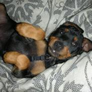 Dvaergpinscher Tyson