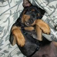 Dvaergpinscher Tyson