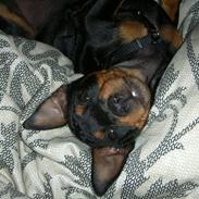 Dvaergpinscher Tyson