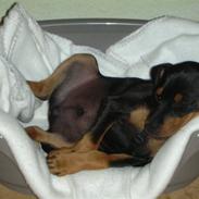 Dvaergpinscher Tyson