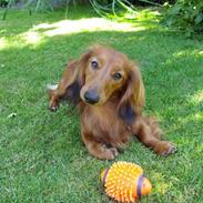 Dværggravhund Balle