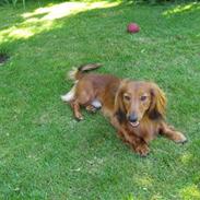 Dværggravhund Balle