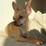 Chihuahua Emmeli