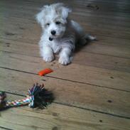 Coton de tulear Blanca