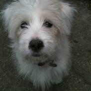 Coton de tulear Blanca