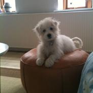 Coton de tulear Blanca