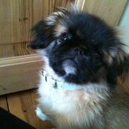 Pekingeser Simba