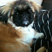Pekingeser Simba