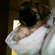 Pekingeser Simba