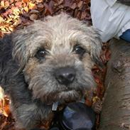 Border terrier Anton