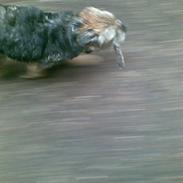 Border terrier Anton