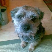 Border terrier Anton