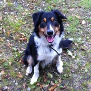 Border collie Boss